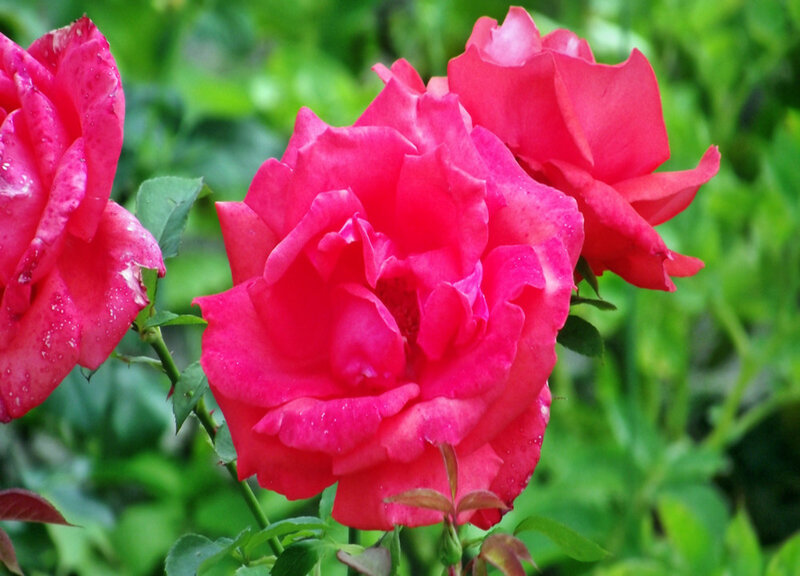 Red Roses with Dew — Serene, Morning