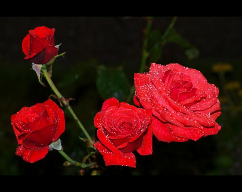 Red Roses with Dew — Serene, Night