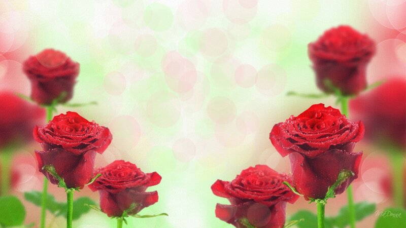 Red Roses with Dew — Serene