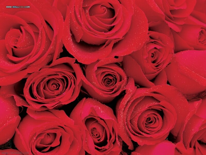 red roses with dew