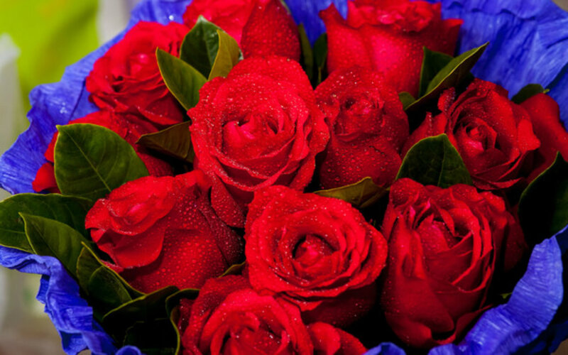 Red Roses with Dew — Vibrant, Photograph