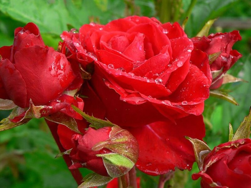 Red Roses with Dew — Vibrant