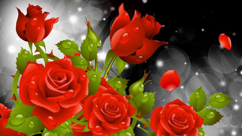 Red Roses with Dewdrops — Romantic, Night
