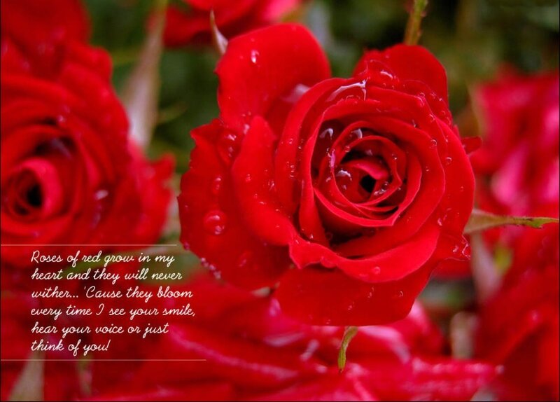 Red roses with dewdrops