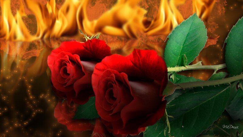 Red Roses with Flames
