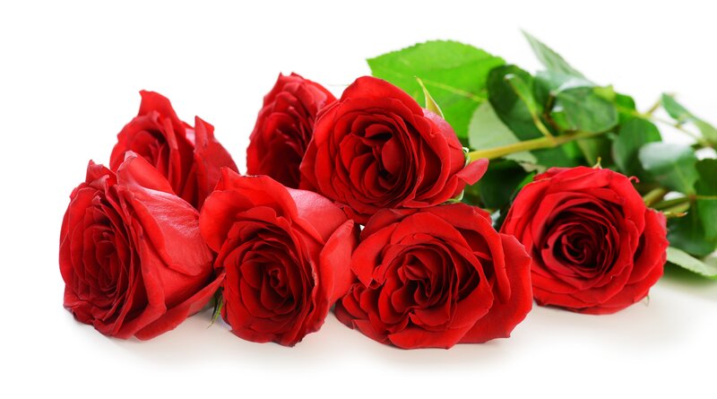 Red Roses with Green Leaves — Calm, Photograph, Stems