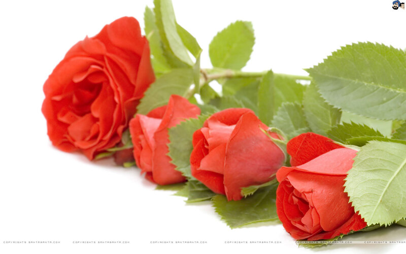 Red Roses with Green Leaves — Calm, Photograph