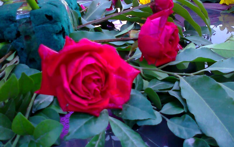 Red Roses with Green Leaves — Calm