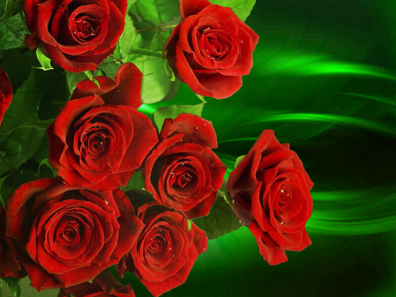 Red Roses with Green Leaves — Dramatic