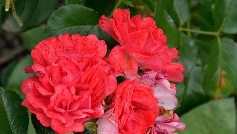 Red Roses with Green Leaves — Natural