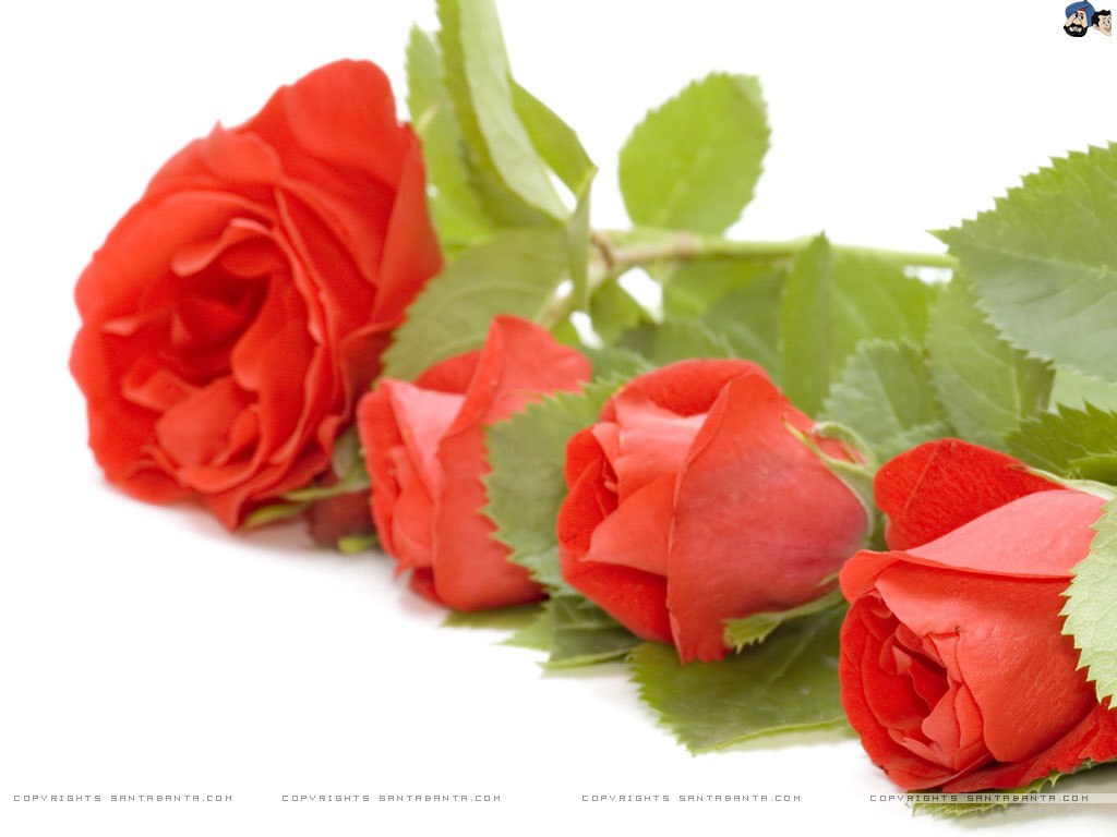 red roses with green leaves