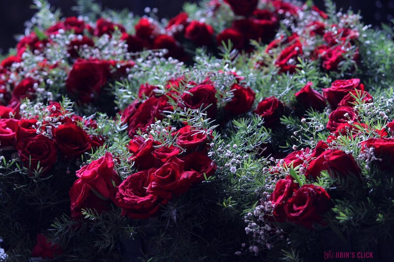 Red Roses with Greenery — Dramatic