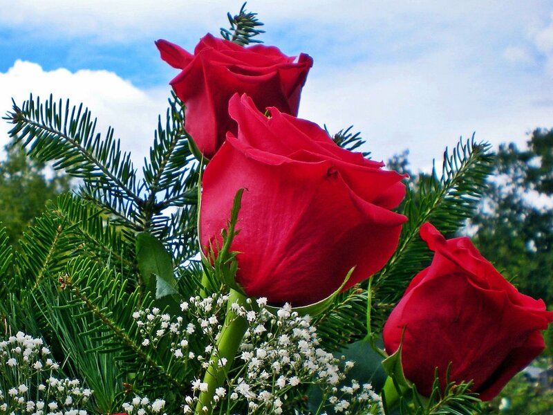 Red Roses with Greenery — Serene
