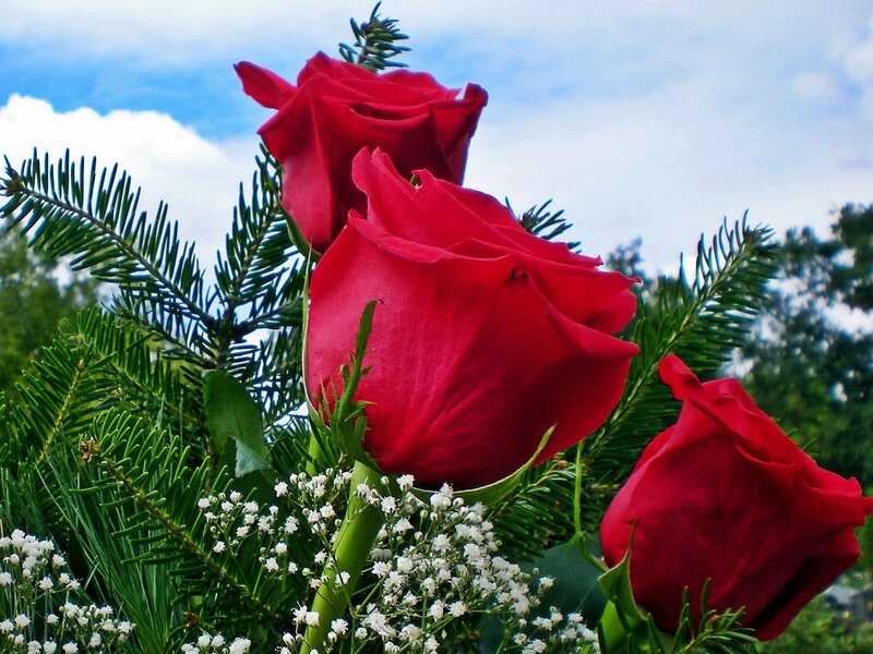 Red roses with greenery