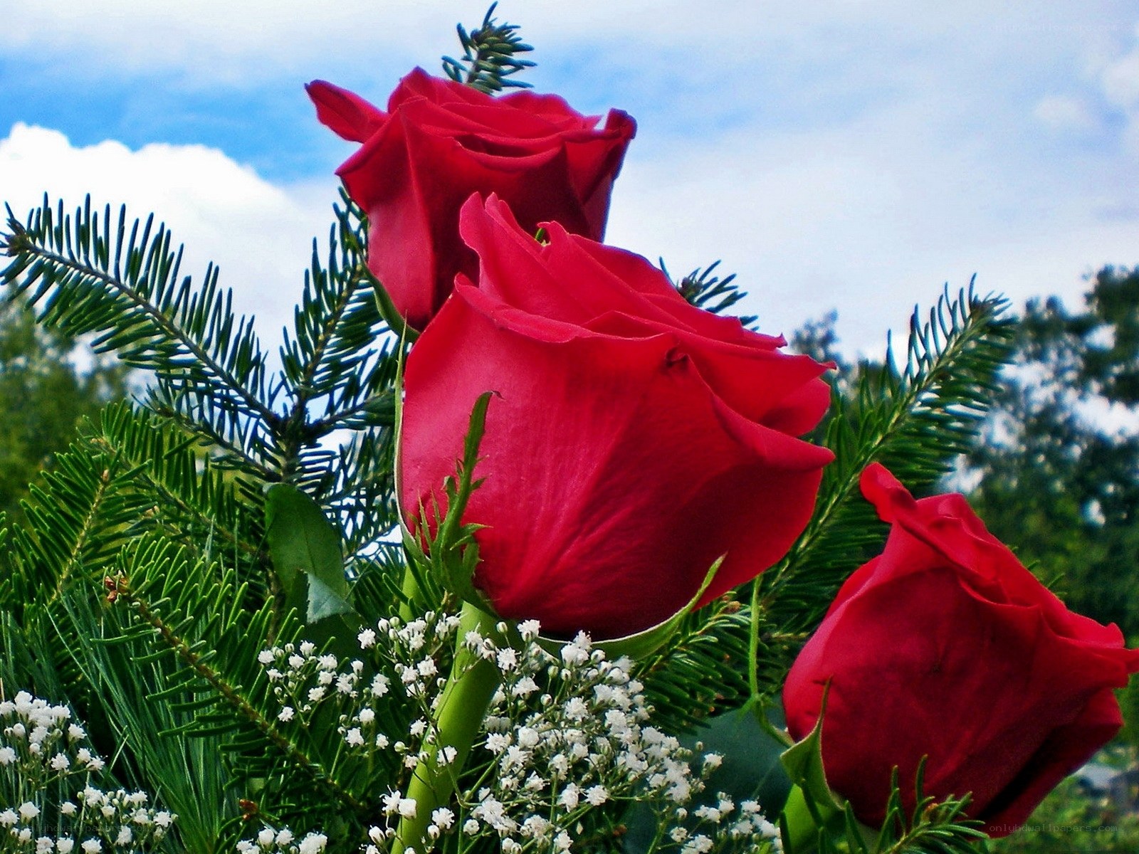 Red roses with greenery