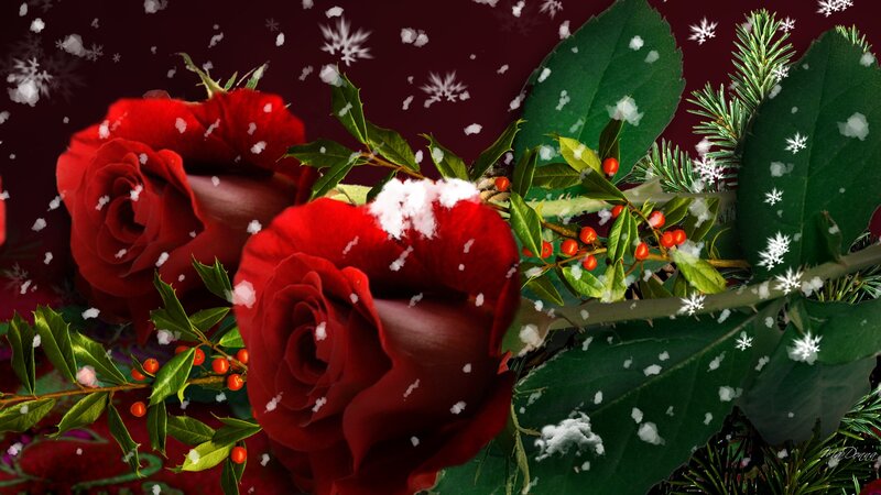 Red Roses with Holly
