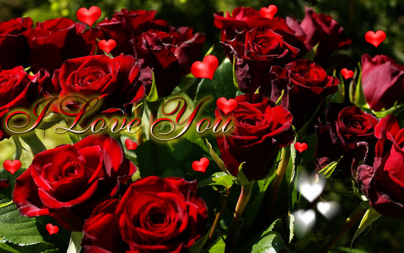 Red roses with I Love You text