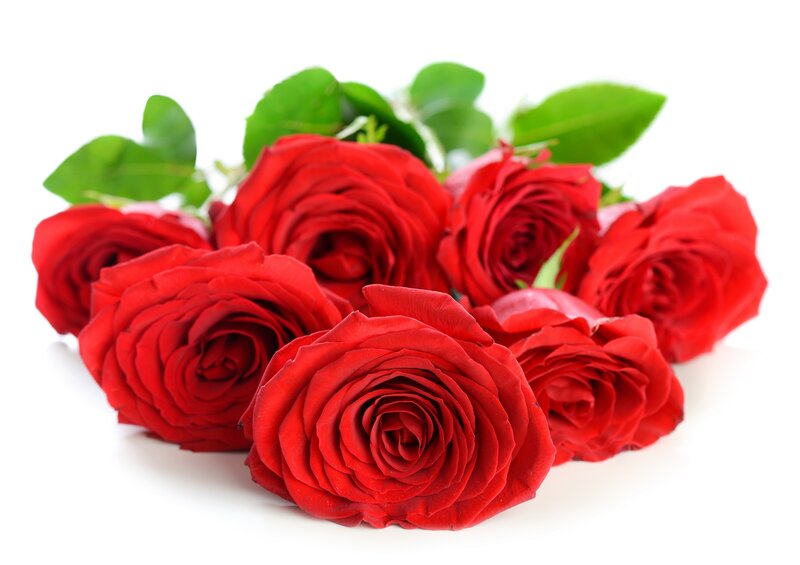 Red Roses with Leaves — Calm, Photograph