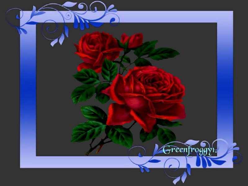 Red Roses with Leaves — Calm