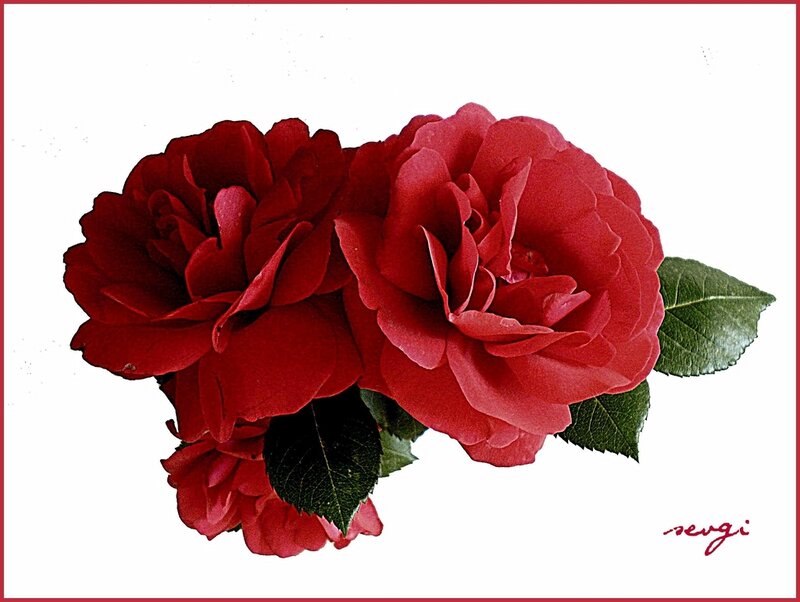 Red Roses with Leaves