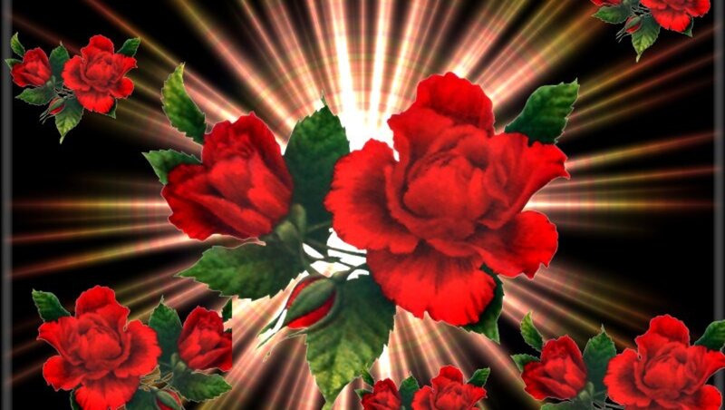 Red Roses with Light Rays