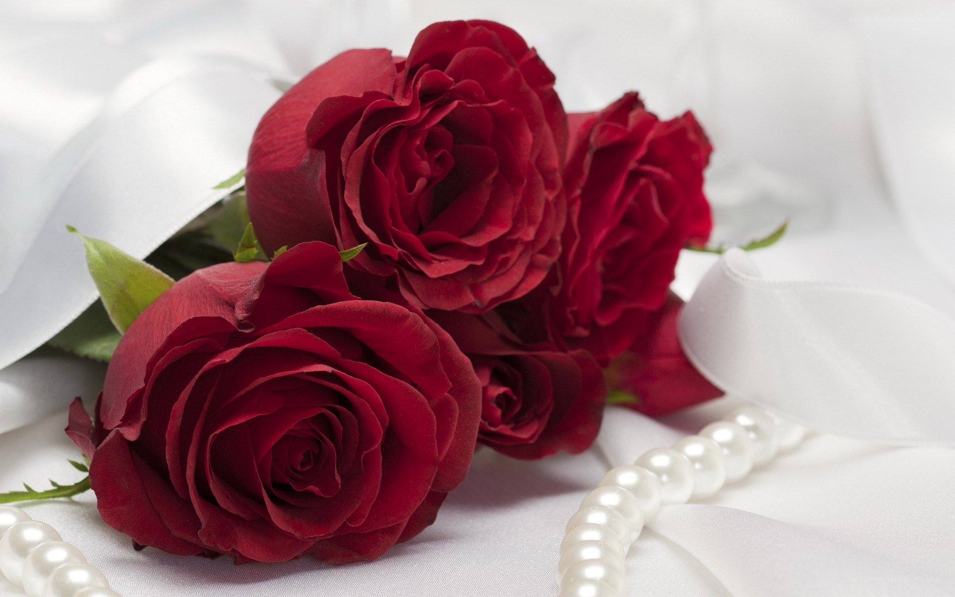 red roses with pearls