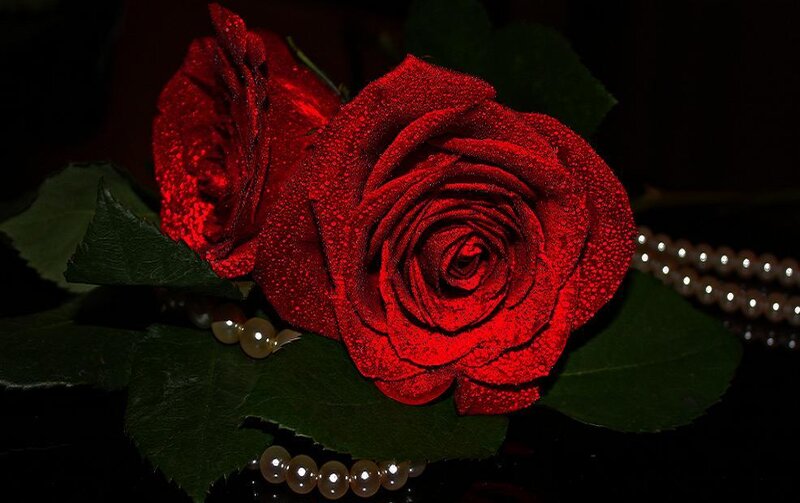 Red roses with pearls