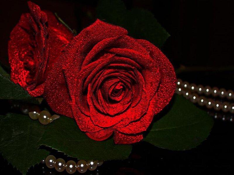 Red Roses with Pearls — Dramatic