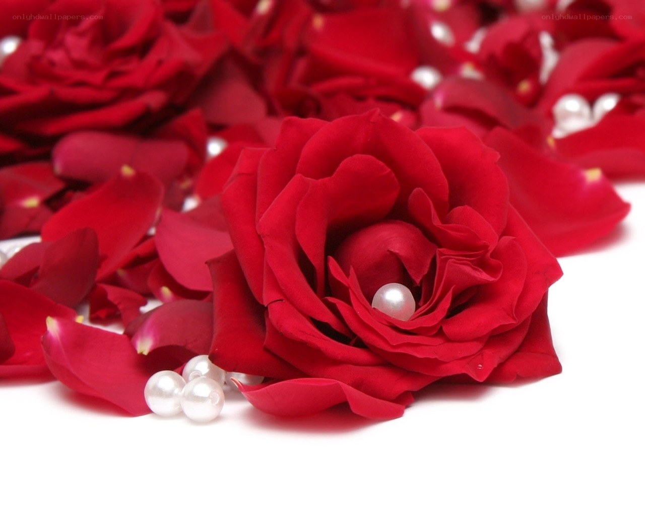 Red roses with pearls