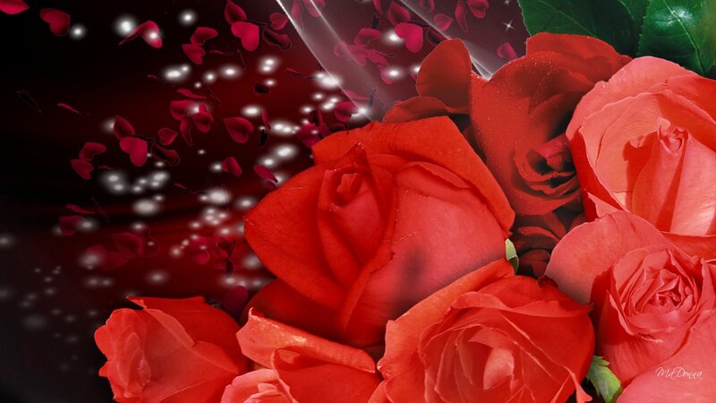 Red Roses with Petals — Dramatic