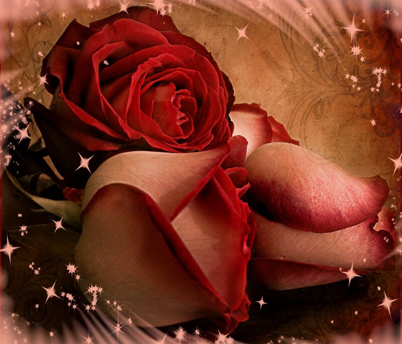 Red Roses with Petals