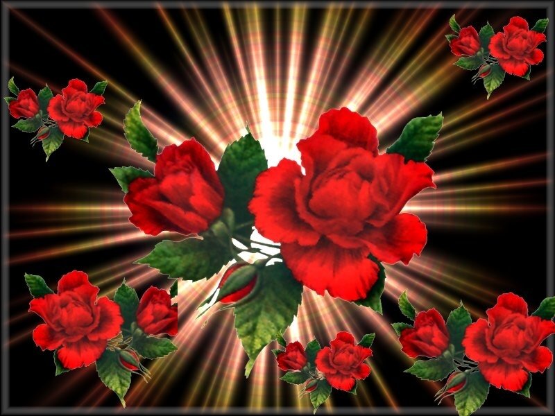 Red roses with radiant background