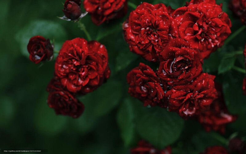 Red roses with raindrops