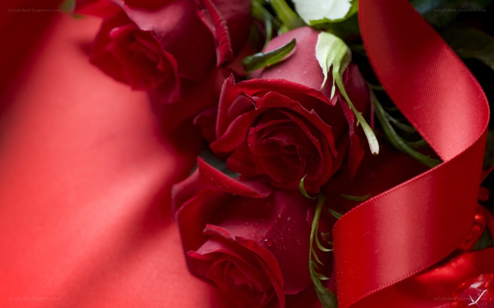 Red roses with ribbon