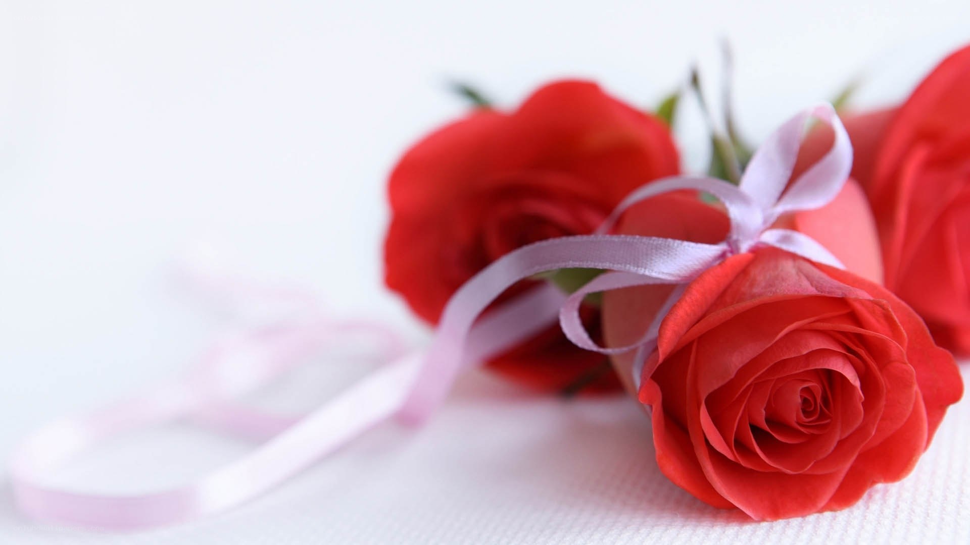 Red roses with ribbon