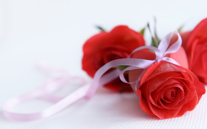 red roses with ribbon