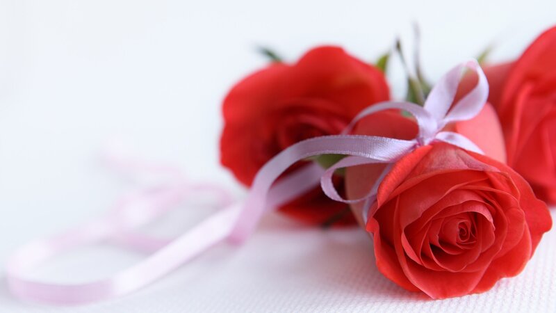 Red Roses with Ribbon — Calm, Photograph, Flower