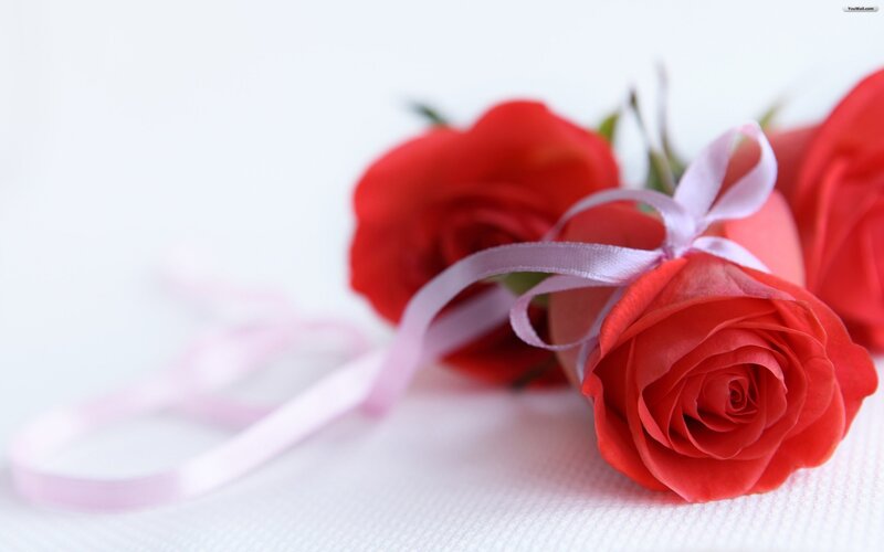 Red Roses with Ribbon — Calm