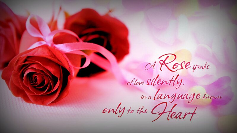 Red Roses with Ribbon — Romantic, Photograph, Text, Flowers