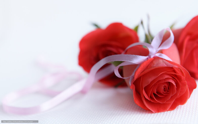 Red Roses with Ribbon — Serene