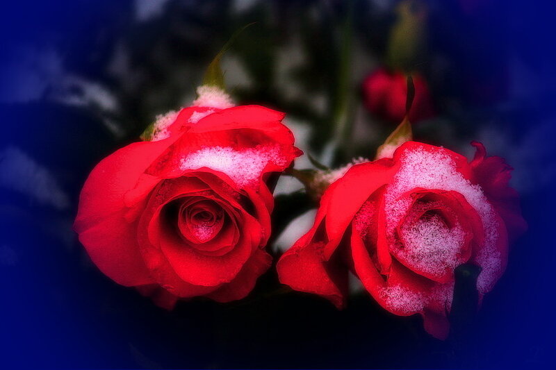 Red Roses with Snow — Dramatic