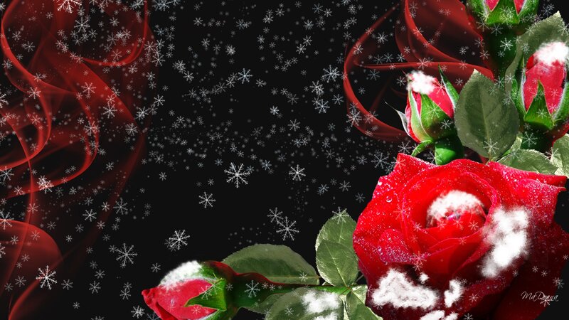 Red Roses with Snow — Dramatic, Winter