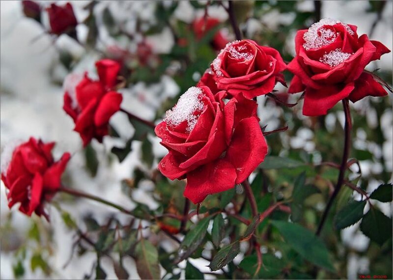 Red Roses with Snow