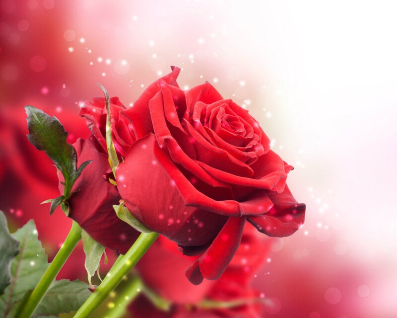 Red Roses with Sparkles — Romantic