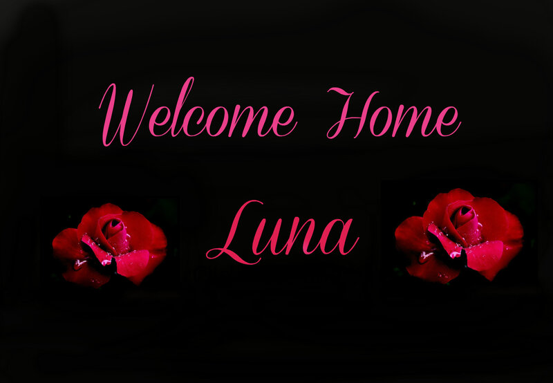 Red Roses with Text