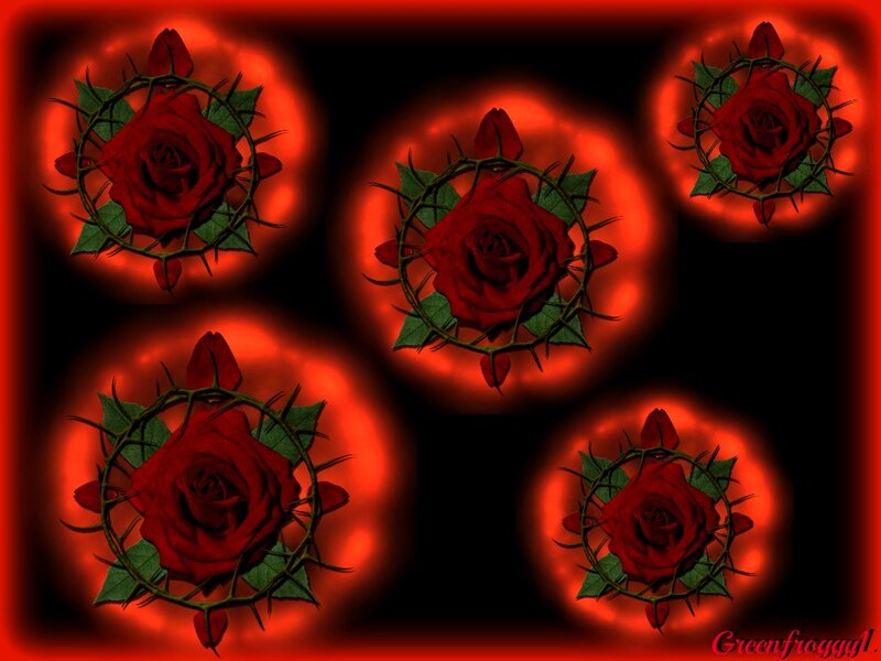 Red Roses with Thorns