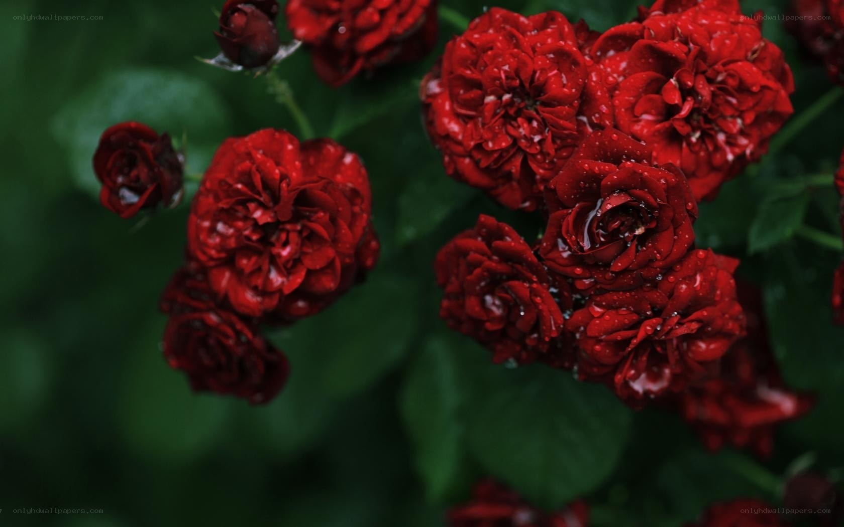 Red roses with water droplets
