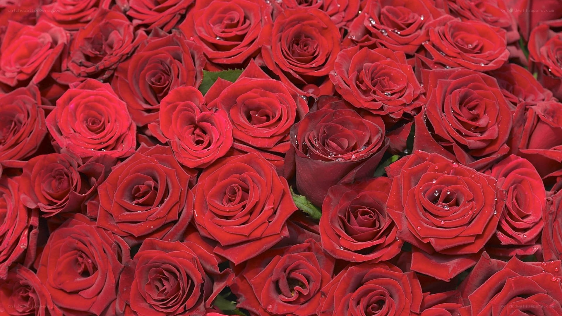 red roses with water droplets