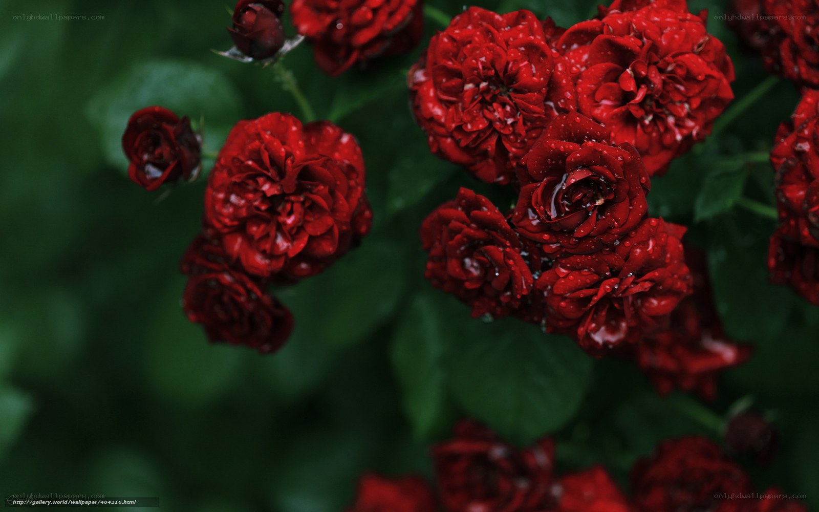 Red roses with water droplets