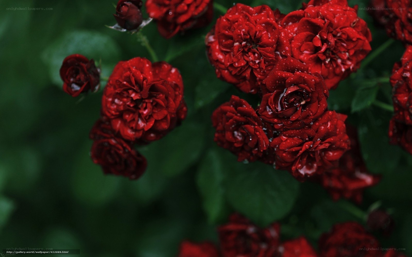 Red roses with water droplets